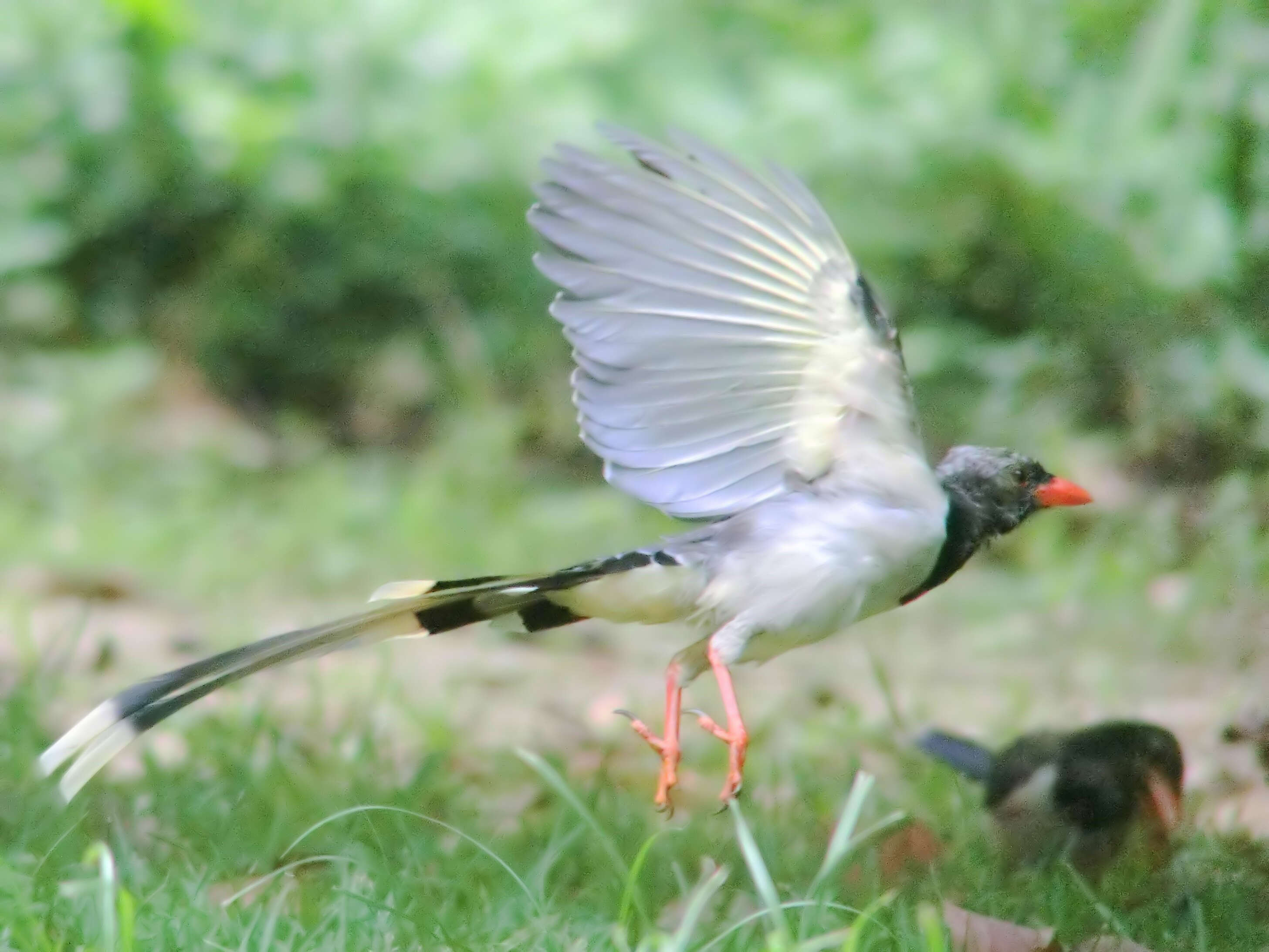 Image of Blue Magpie