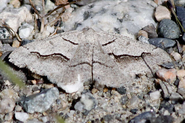 Image of Digrammia decorata