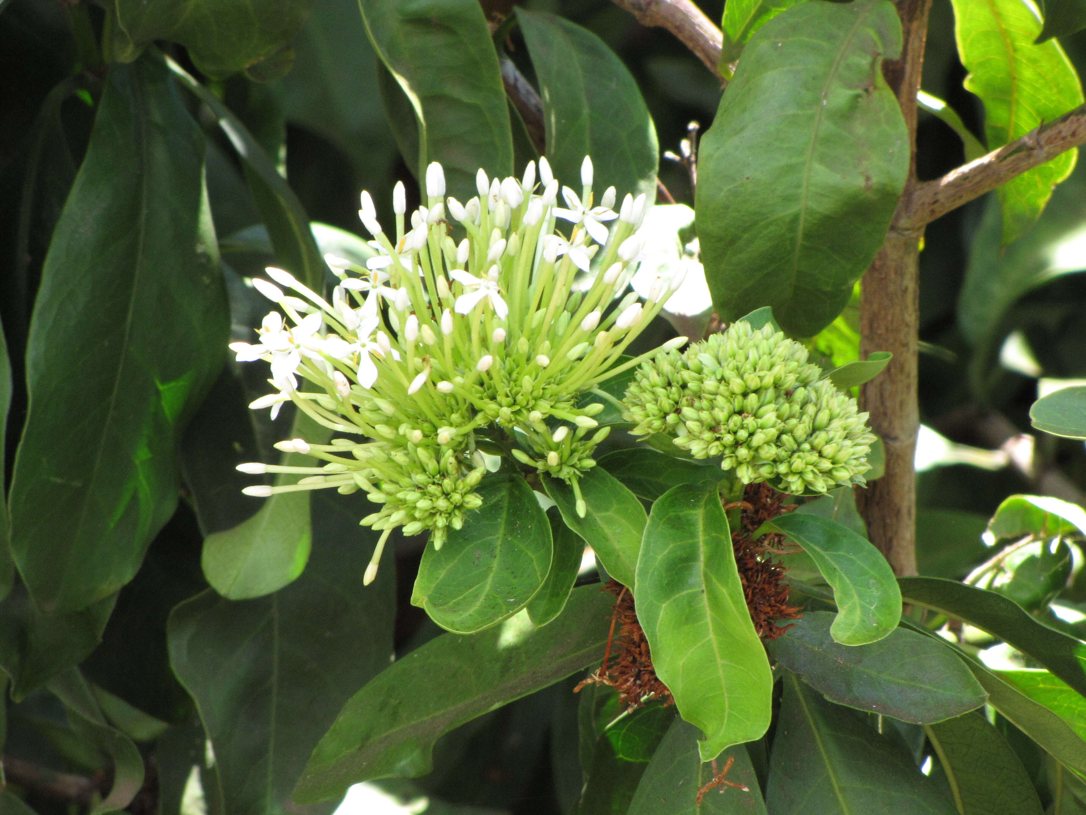 Image of Ixora finlaysoniana Wall. ex G. Don