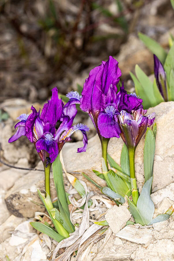 Plancia ëd Iris pumila L.