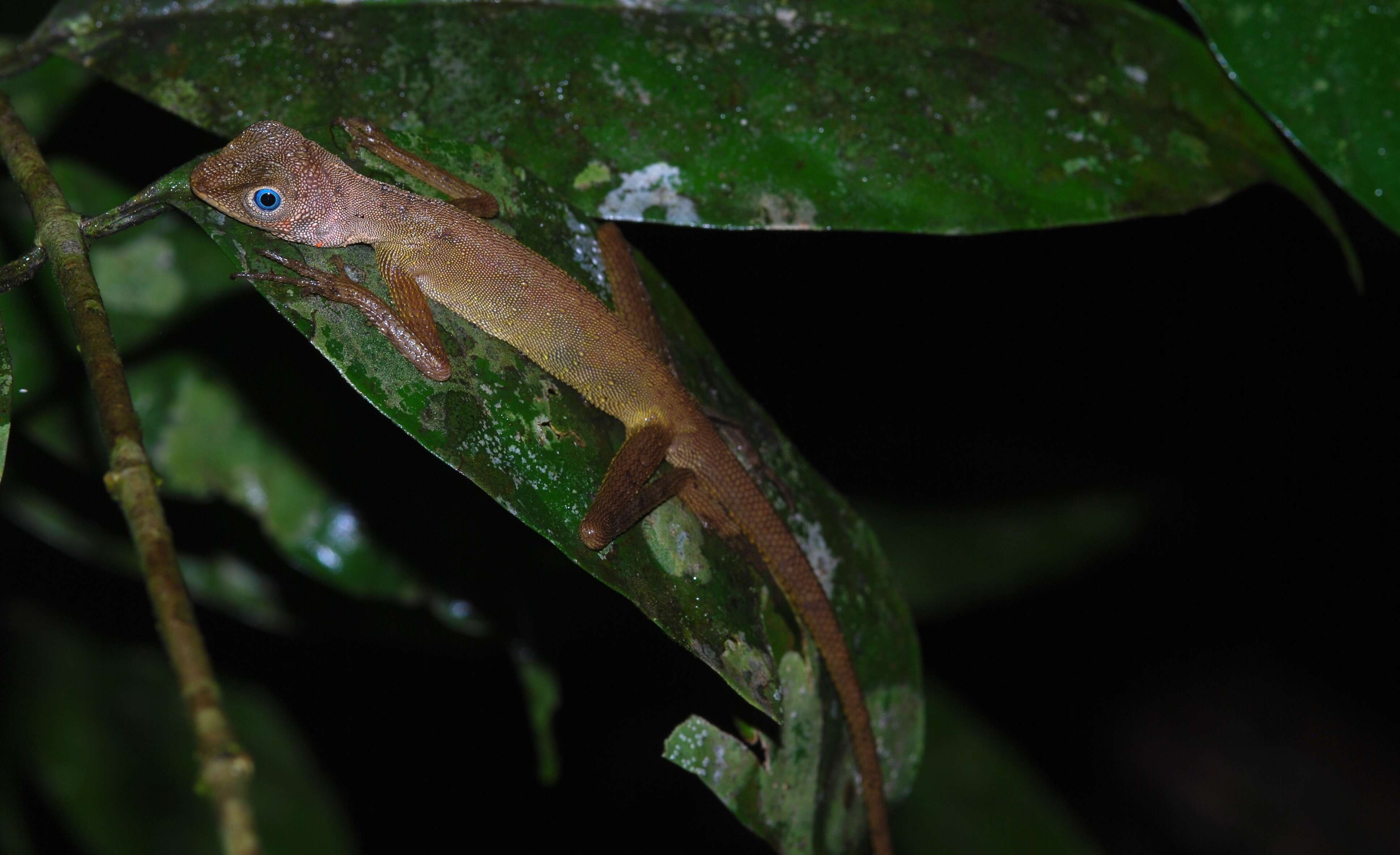 Image of Dusky Earless Agama