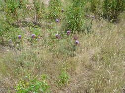 Image of Cynara humilis L.