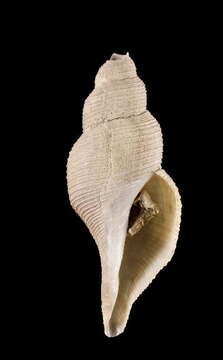 Image of Aforia hedleyi (Dell 1990)