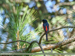 Image of Long-tailed Minivet