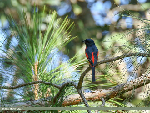 Image of Long-tailed Minivet