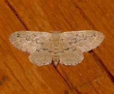 Image of Hill's Wave Moth