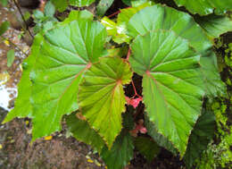 Image of Begonia malabarica Lam.