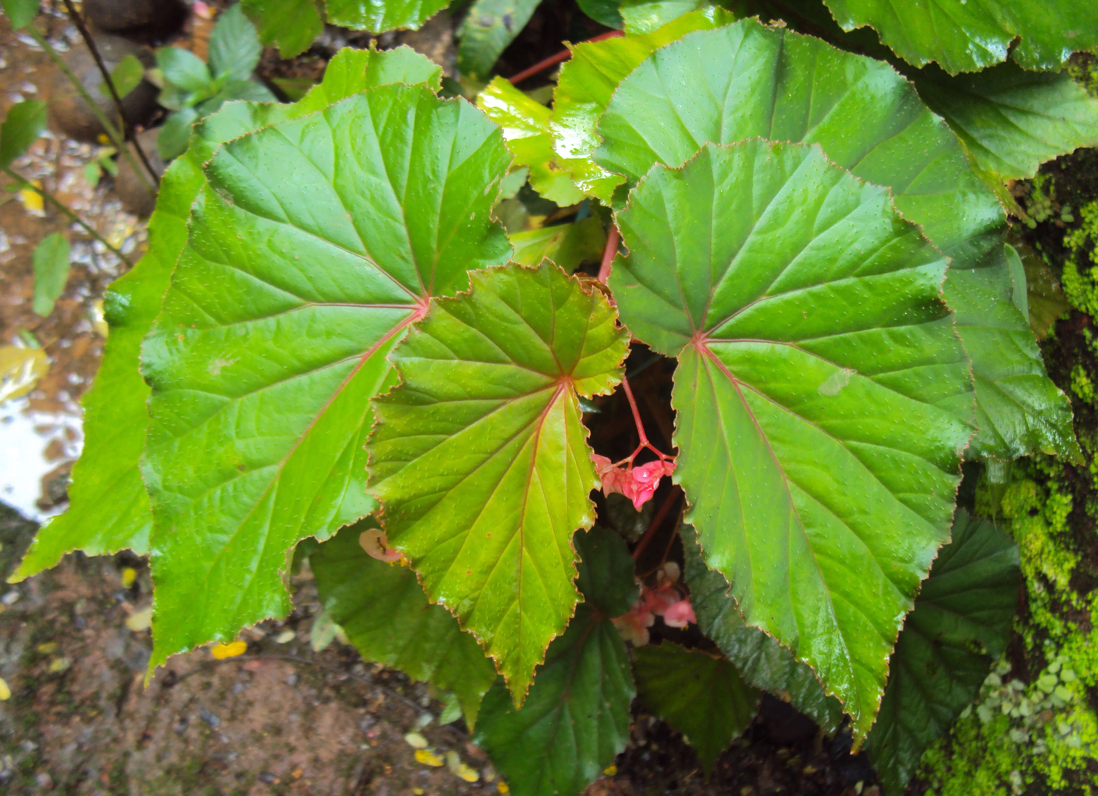 Image of Begonia malabarica Lam.