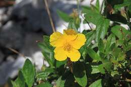 Image of Common Rock-rose