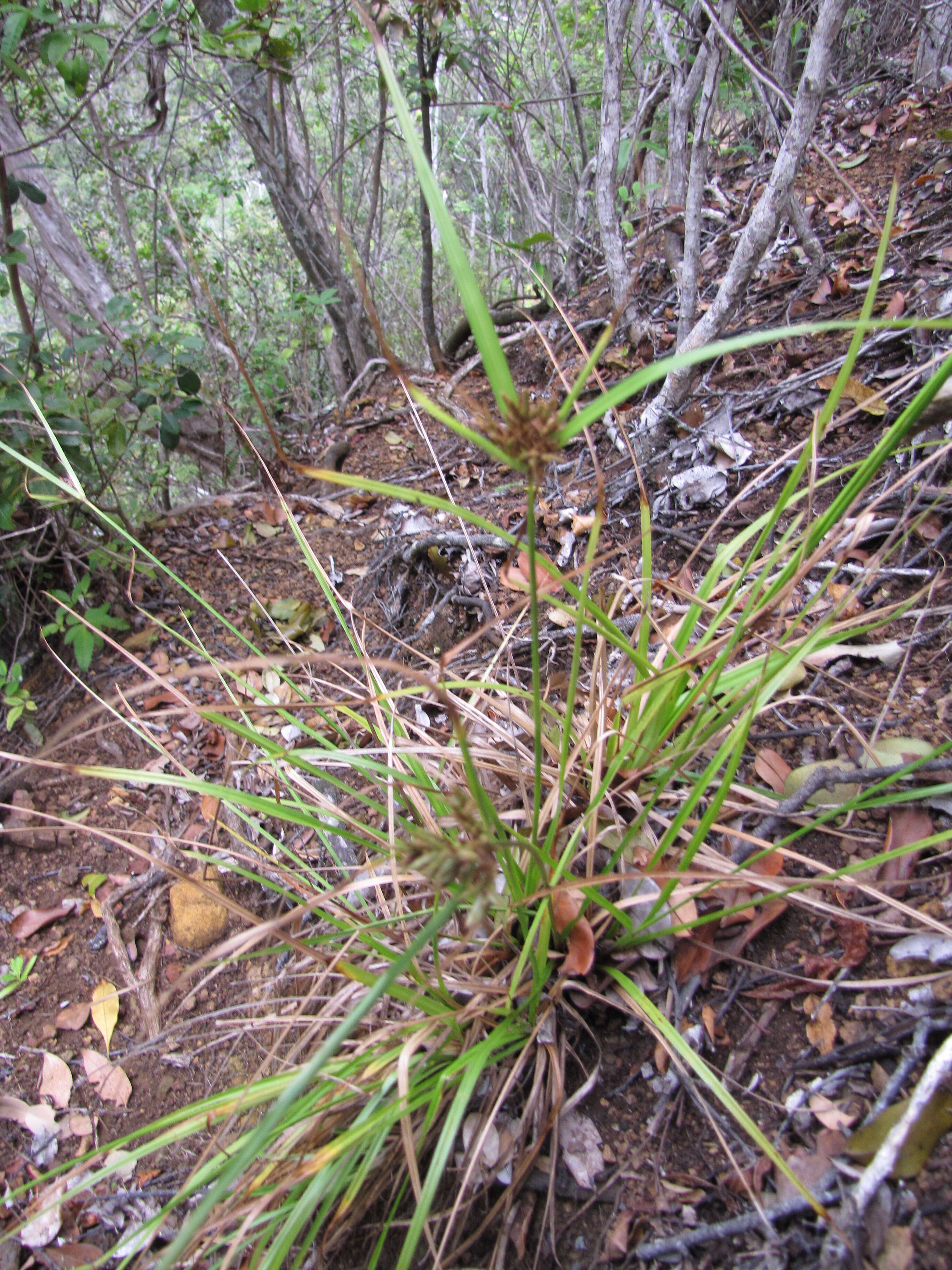 Image de Cyperus hillebrandii Boeckeler