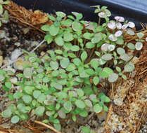 Image of Reflexed Rockcress