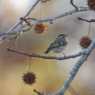 Image of Golden-crowned Kinglet