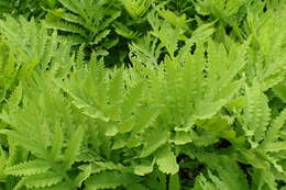 Image of sensitive fern