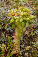 Image of Sempervivum ciliosum Craib