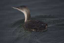 Image of Red-throated Diver