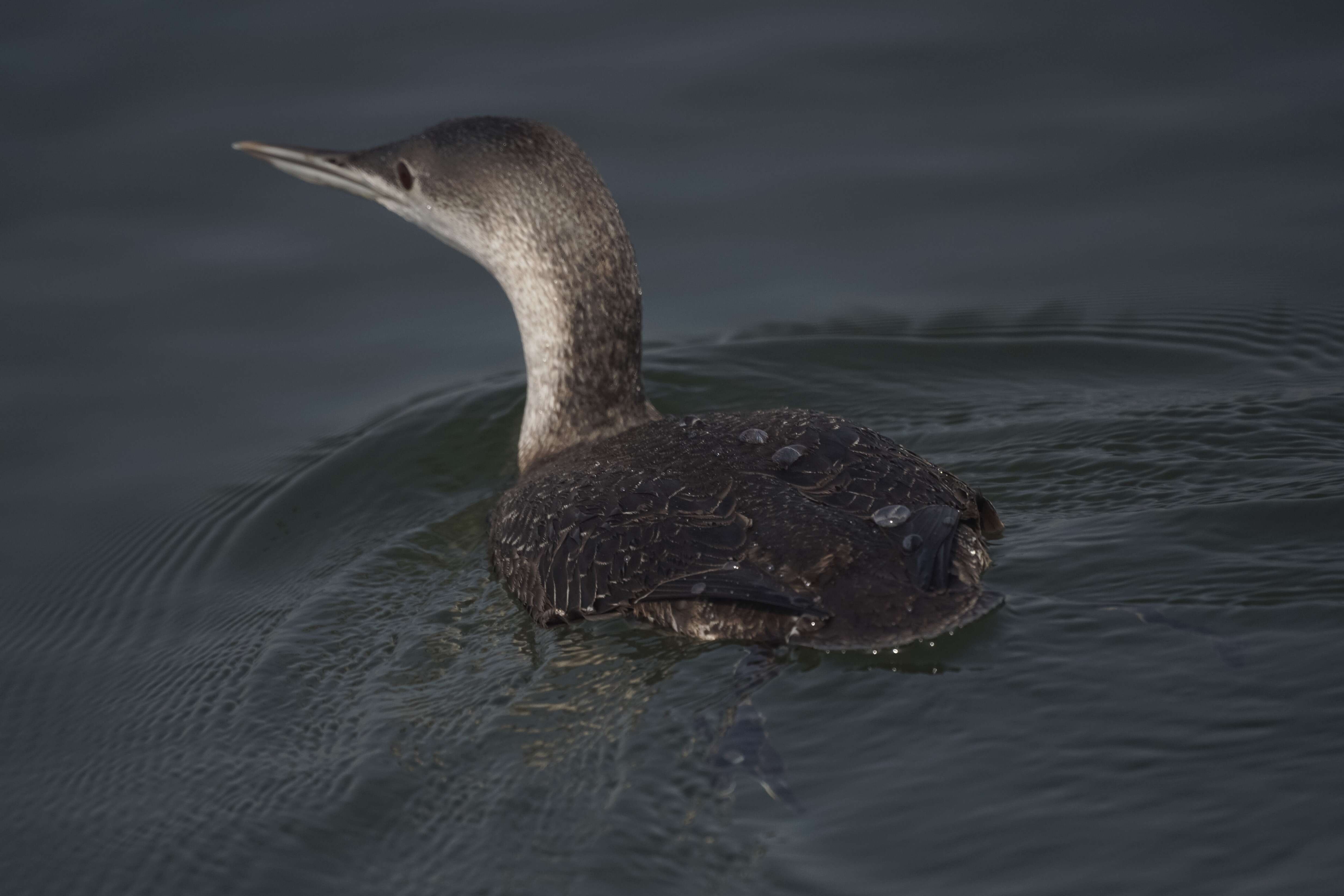 Image of Red-throated Diver