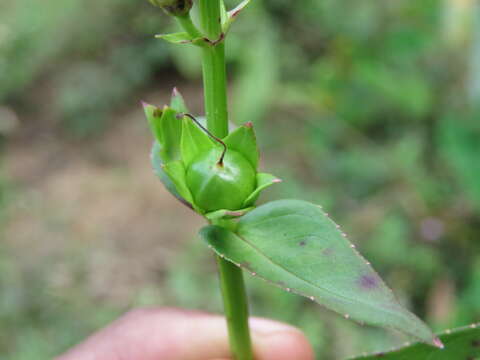 Image of Artanema longifolium (L.) Vatke