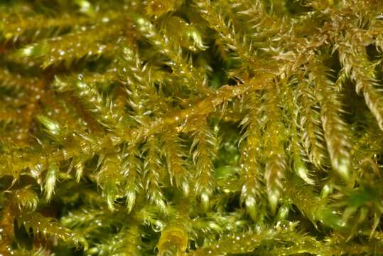 Image of cratoneuron moss