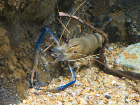 Image of Giant Freshwater Prawn