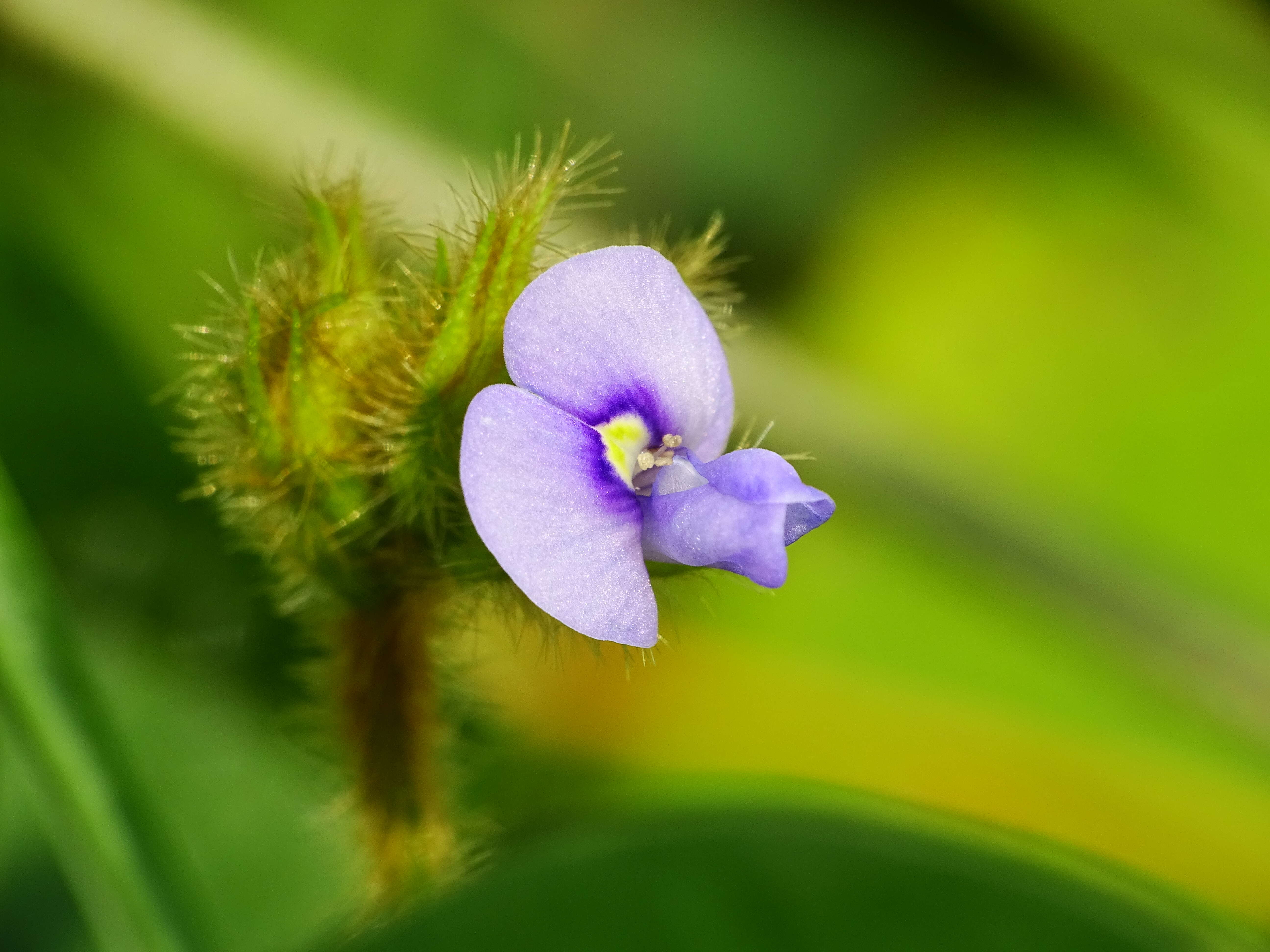 Imagem de Calopogonium mucunoides Desv.