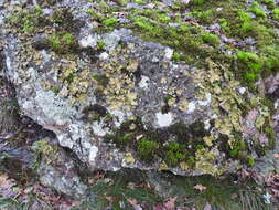 Image of blistered navel lichen