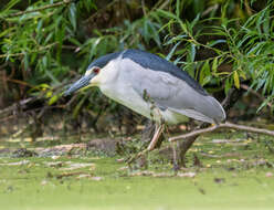 Image of Night Herons