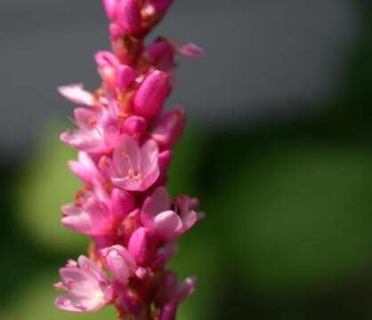 Persicaria orientalis (L.) Spach resmi