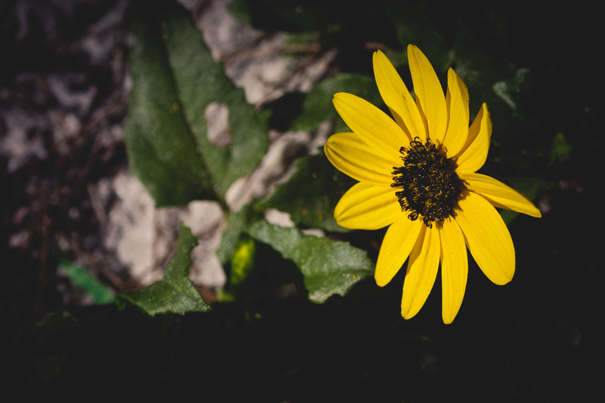 Image of cucumberleaf sunflower