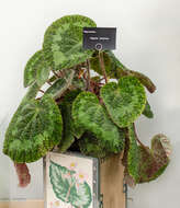 Image of Begonia sizemoreae Kiew