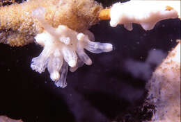 Imagem de Alcyonium coralloides (Pallas 1766)