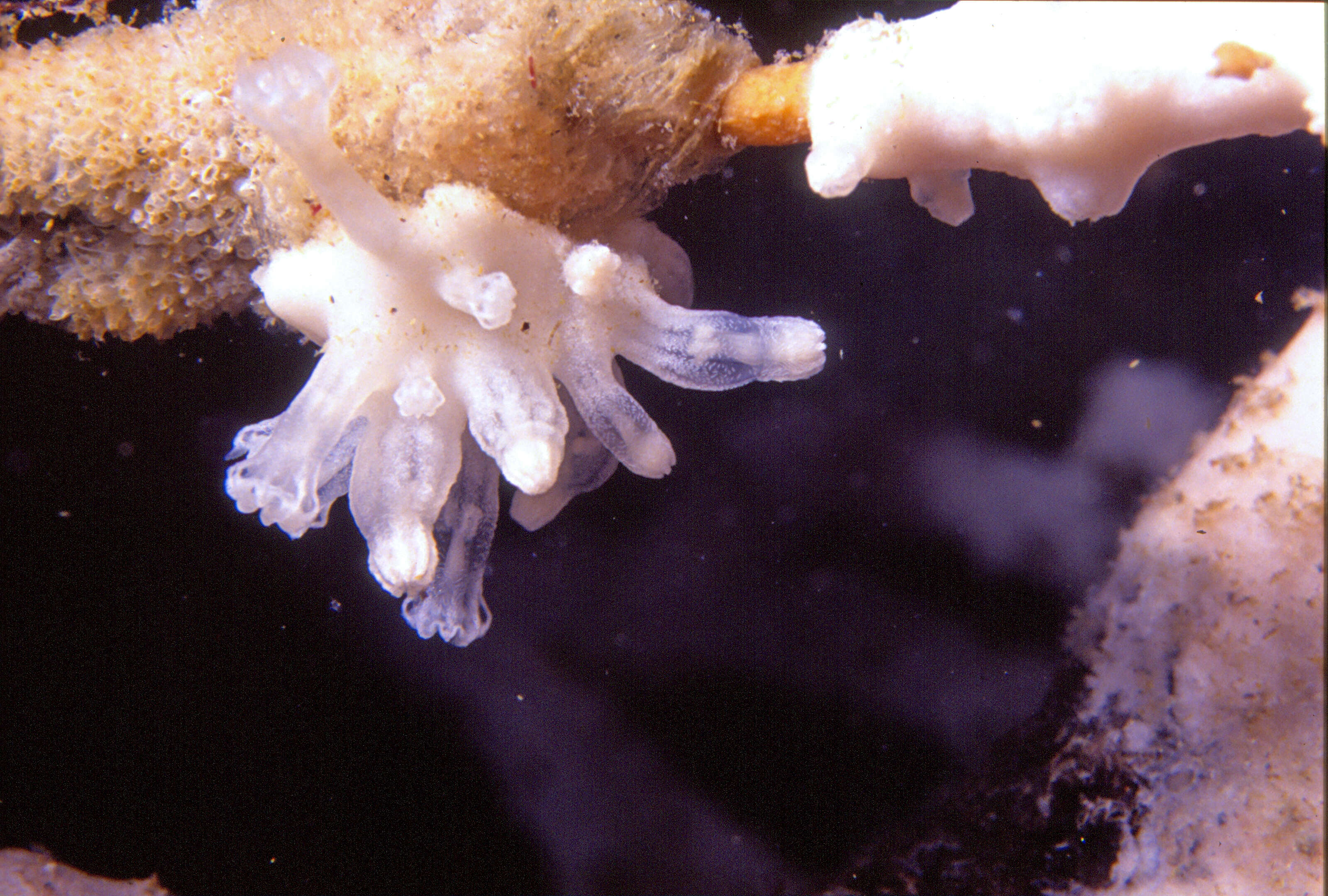 Image of Alcyonium coralloides (Pallas 1766)