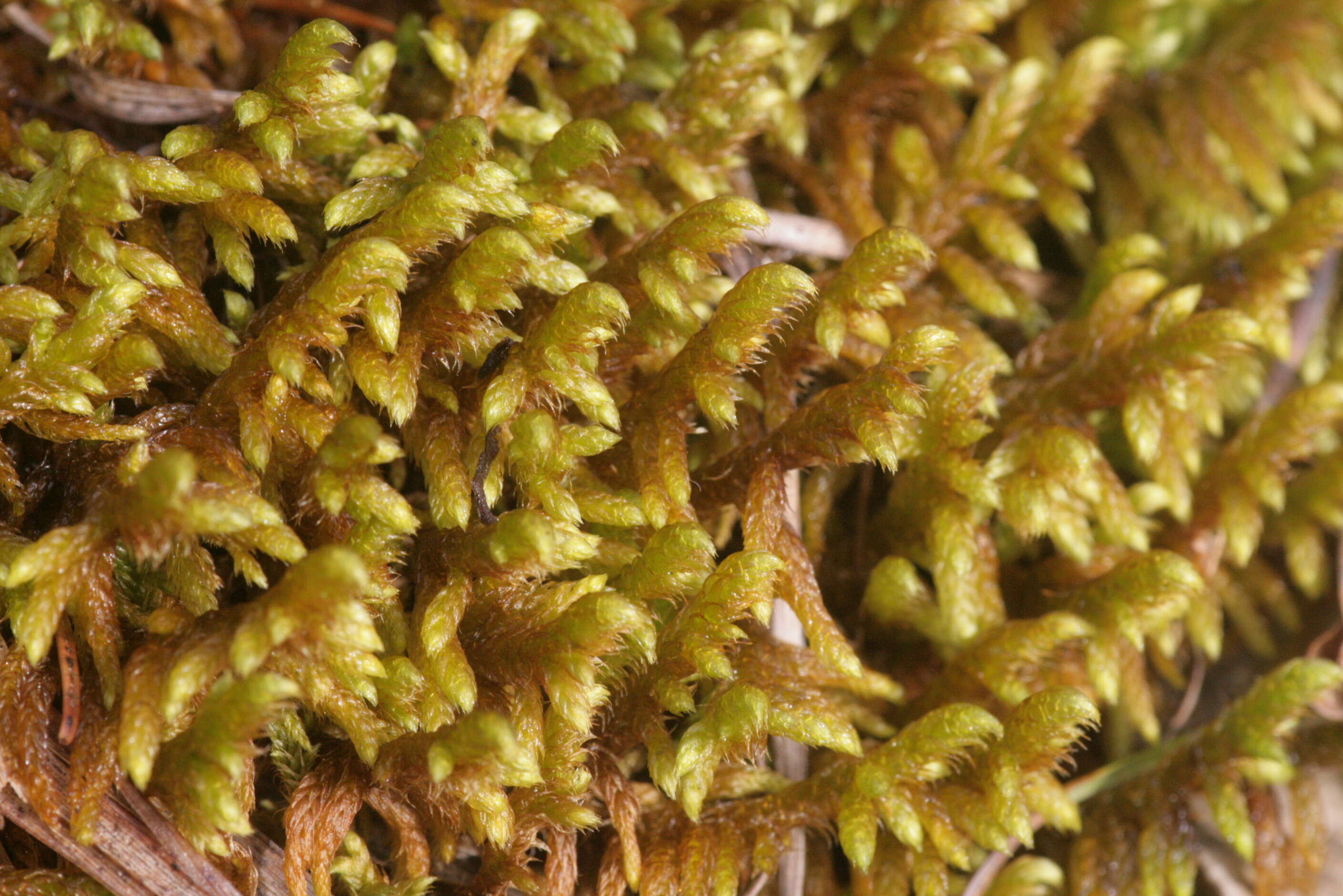 Image of rhytidium moss