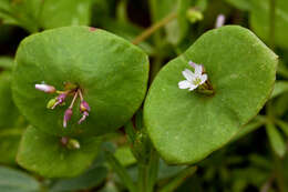 Image of miner's lettuce