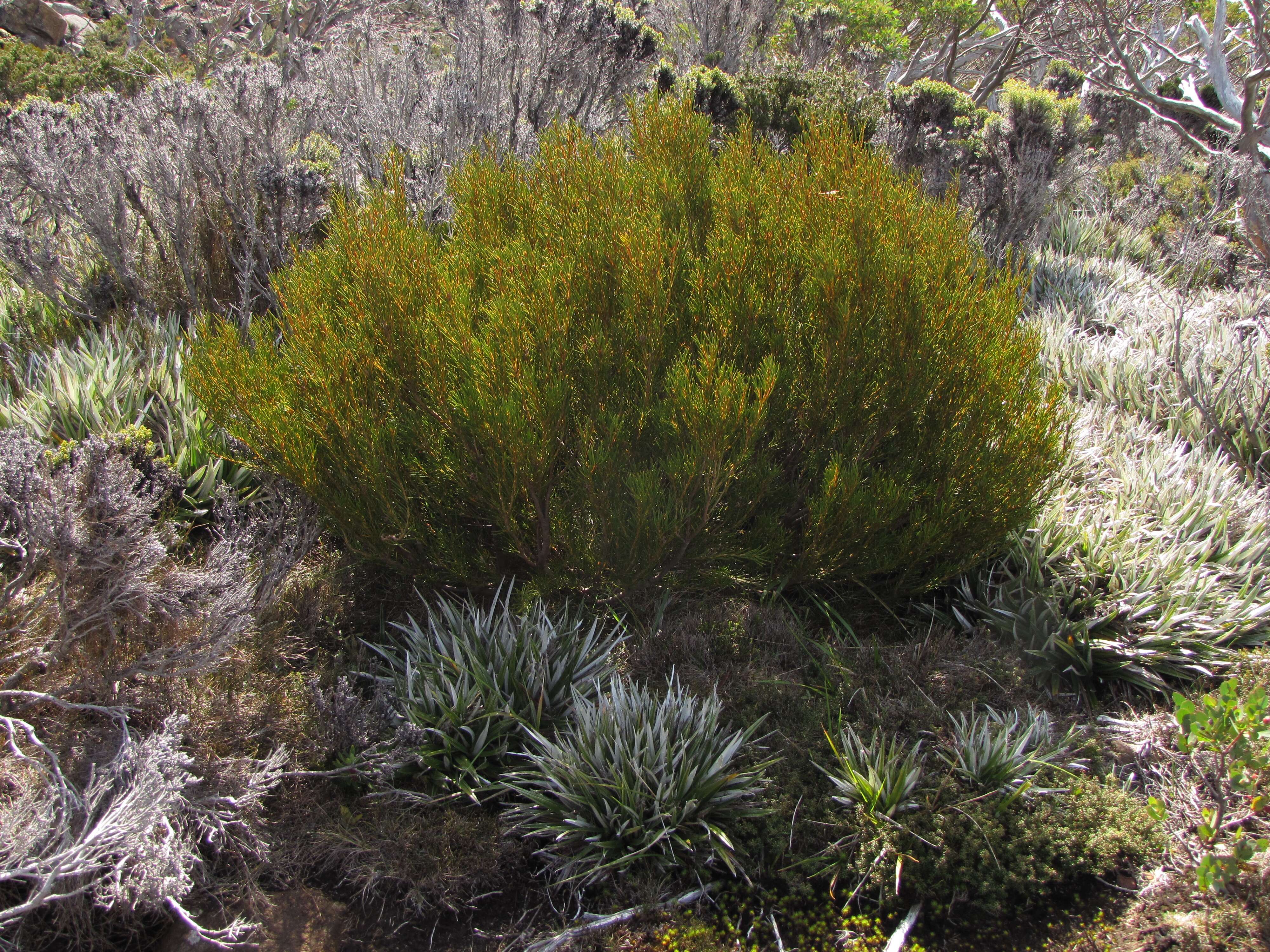 Image of Orites acicularis (R. Br.) Roemer & Schultes