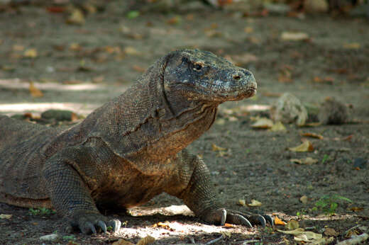 Image of Komodo Dragon