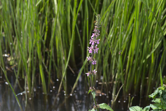 Image of Hedge-nettle