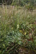 Слика од Teucrium scorodonia L.