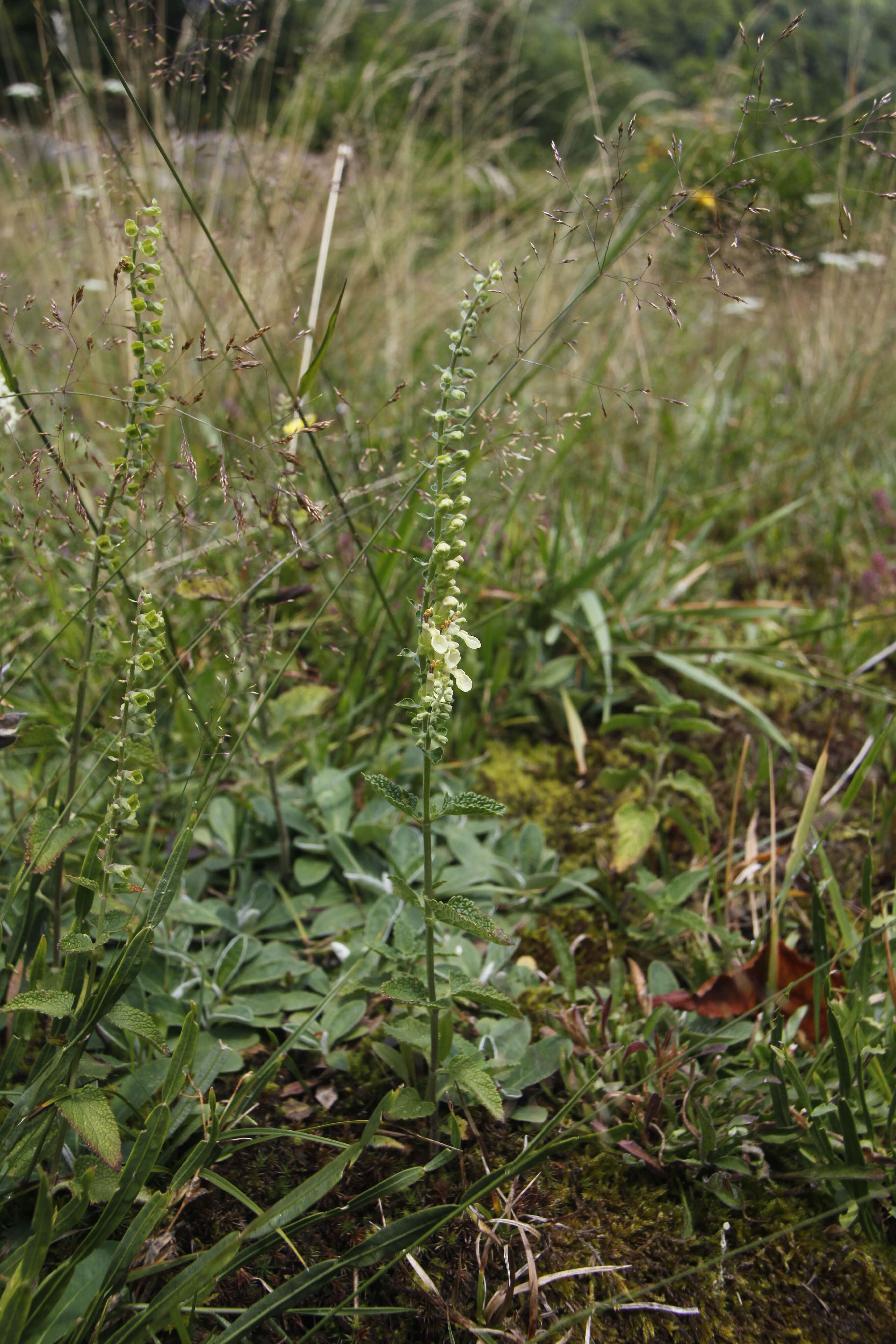 Слика од Teucrium scorodonia L.