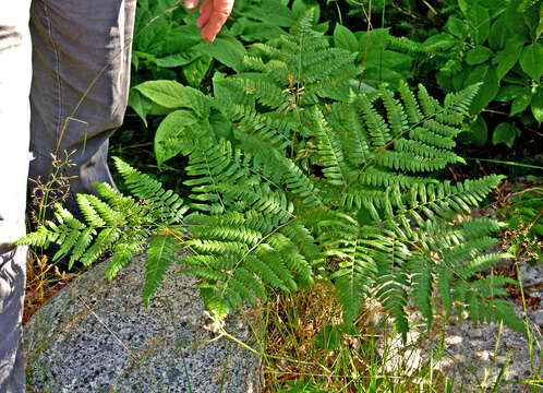 Image of Bracken