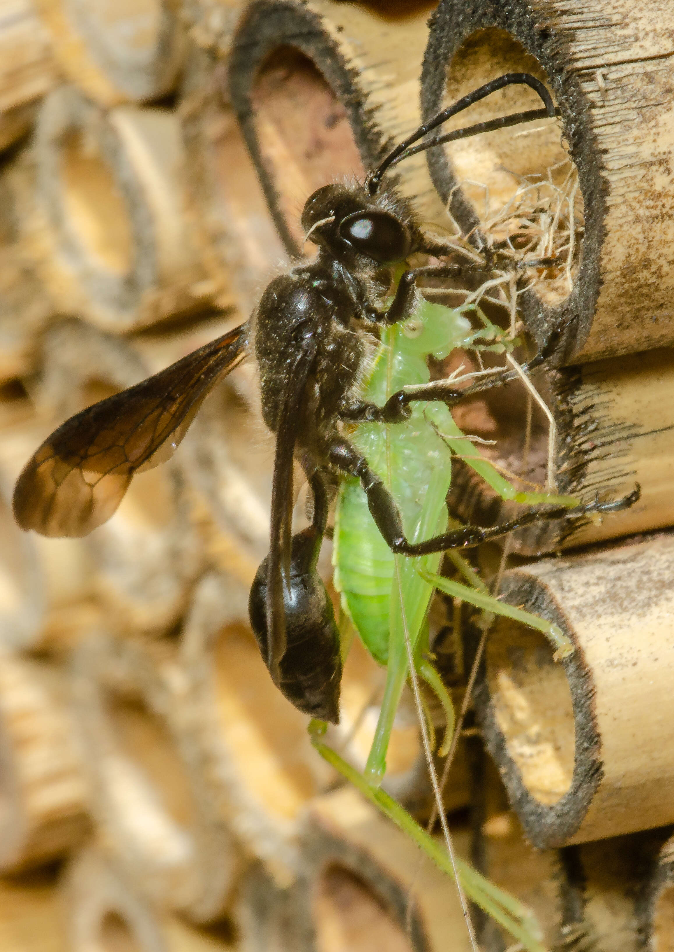 Image of Mud dauber