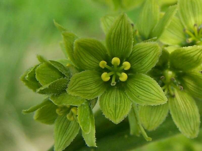 Imagem de Veratrum lobelianum Bernh.