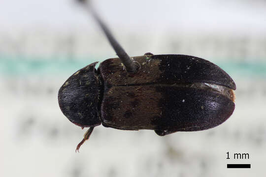 Image of larder beetle