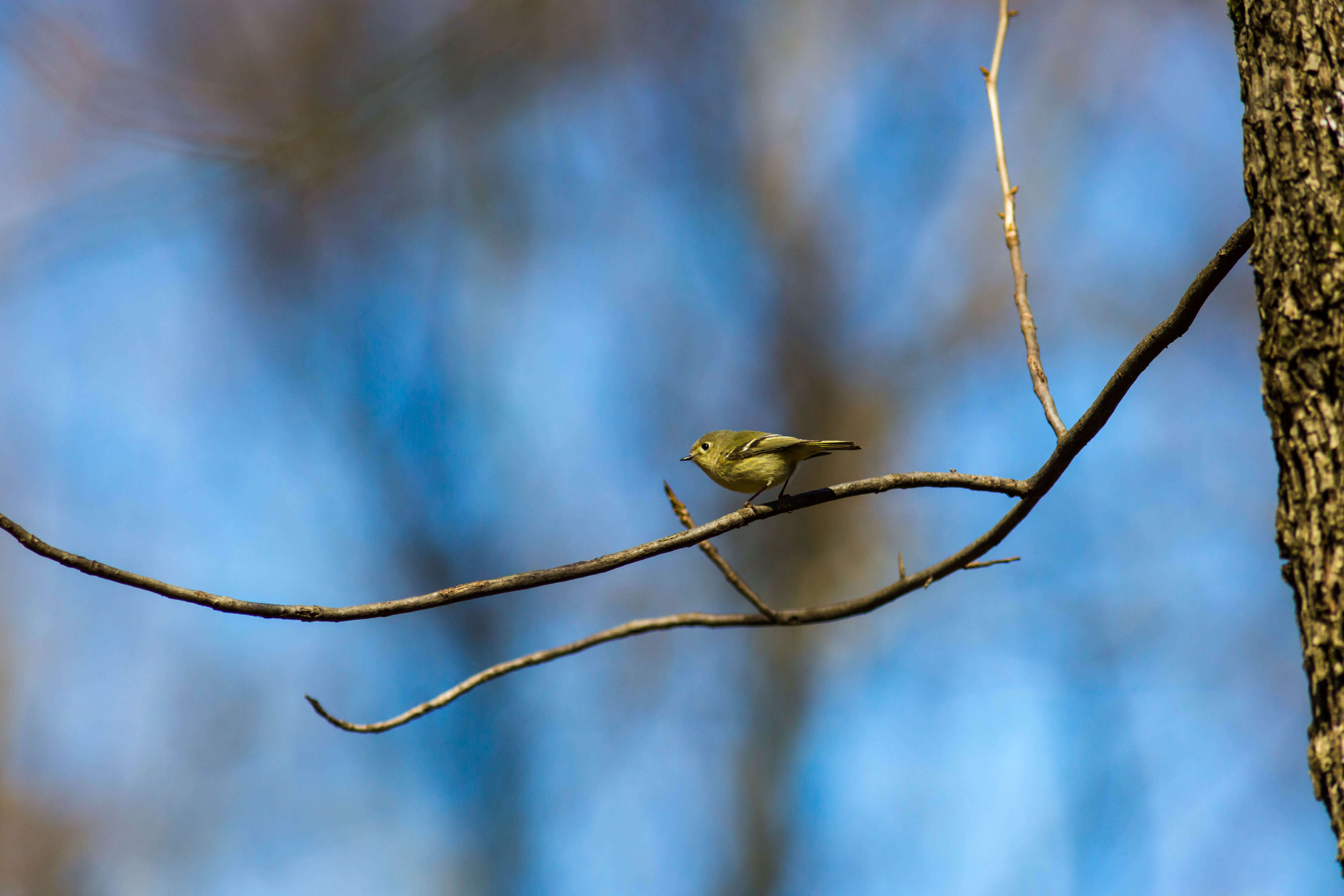 Image of goldcrests and kinglets