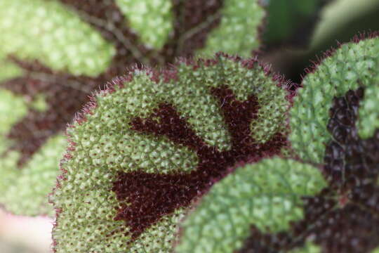 Image of Begonia masoniana Irmsch. ex Ziesenh.