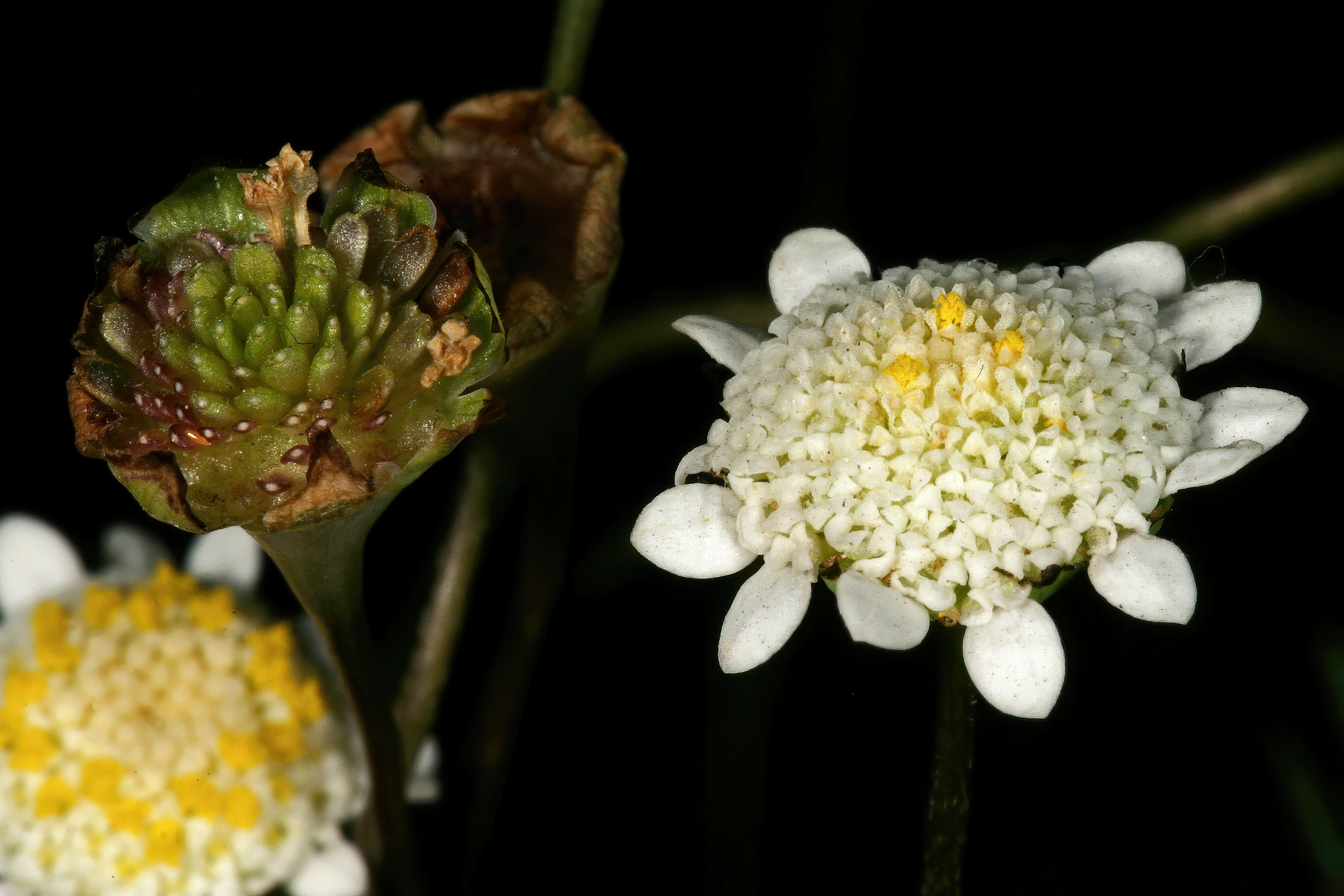 Image of Goose daisy