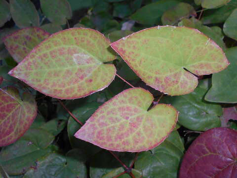 Image of Epimedium pubigerum (DC.) Morren & Decaisne