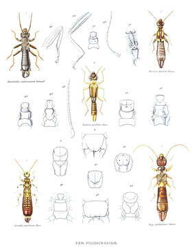 Image of earwigs