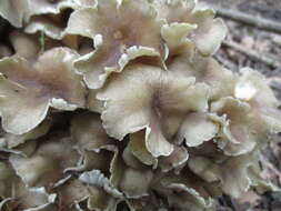 Image de Polypore en ombelle