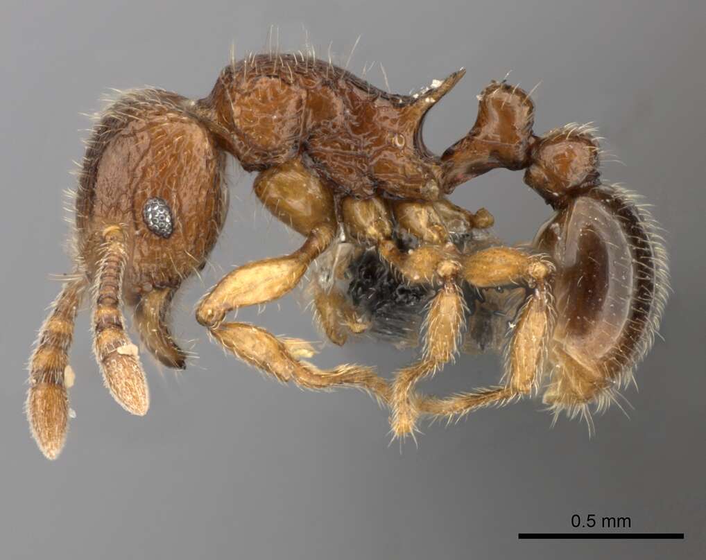 Image of Tetramorium