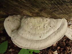 Image of Trametes gibbosa (Pers.) Fr. 1838